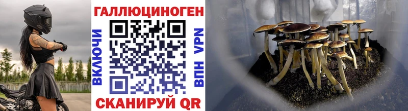 Псилоцибиновые грибы GOLDEN TEACHER  купить наркоту  Топки 